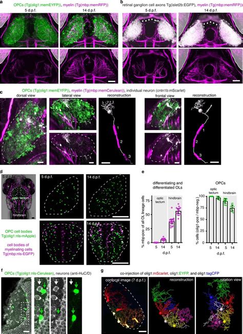 zebrafish visual system diagram